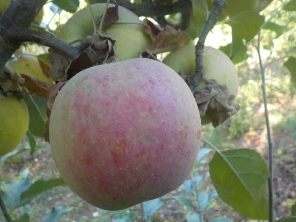 images/stories/virtuemart/product/Westsound Red